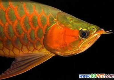 國內龍魚經銷商排行榜（2018國內龍魚經銷商排行榜）