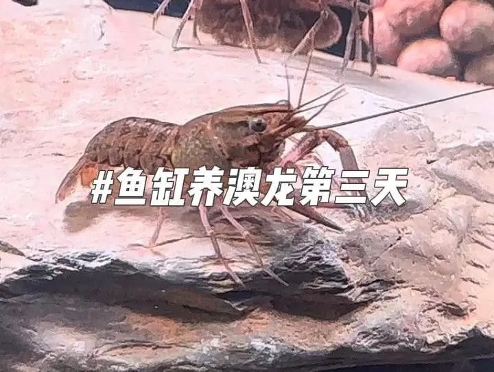 紅龍魚與澳龍魚能混養(yǎng)嗎？