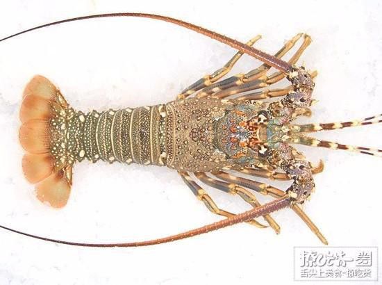 紅龍魚與澳龍魚能混養(yǎng)嗎？