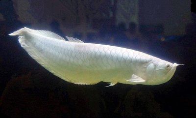 白化銀龍魚怎么弄的（制作白化銀龍魚的基本步驟及注意事項）
