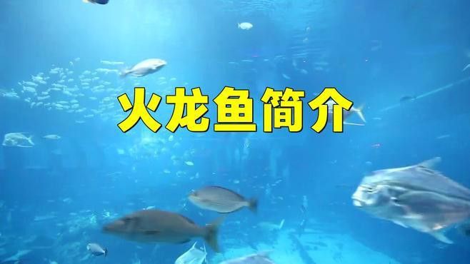 火龍魚怎么養