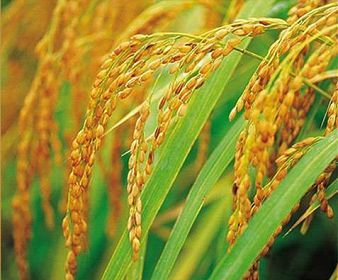 金龍魚點金是什么意思，金龍魚點金的市場價格