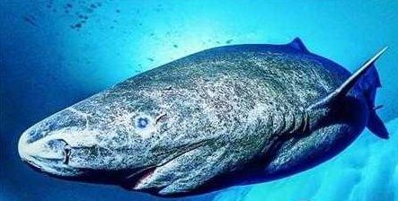 祥龍魚場品牌產品有哪些牌子的好用：祥龍魚場品牌產品有哪些牌子的好？優(yōu)質水族品牌推薦