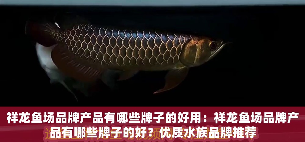 祥龍魚場品牌產品有哪些牌子的好用：祥龍魚場品牌產品有哪些牌子的好？優(yōu)質水族品牌推薦