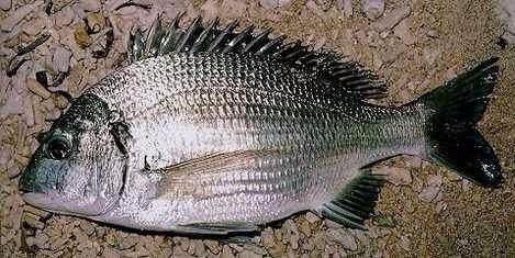 羅非魚能和其他魚混養(yǎng)嗎