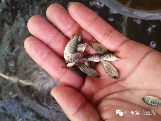 羅非魚能和其他魚混養(yǎng)嗎