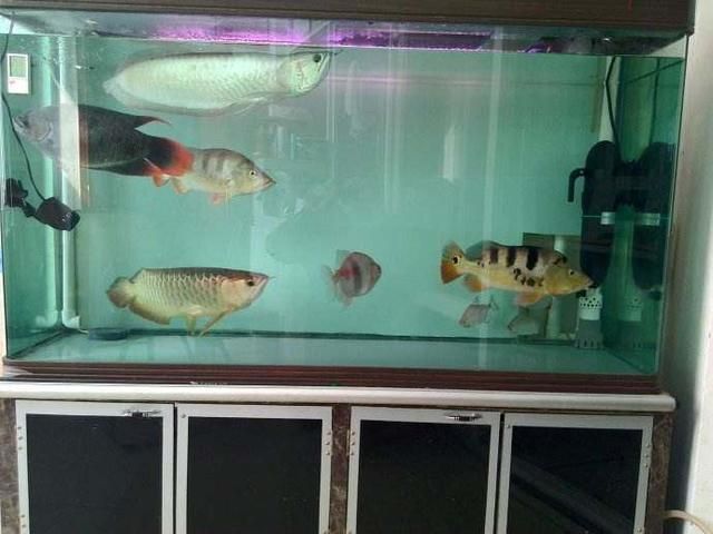 龍魚總是在魚缸下面游：為什么龍魚總是在魚缸下面游？