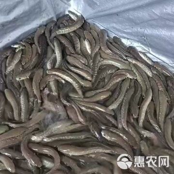 中國哪里有野生雷龍魚苗賣