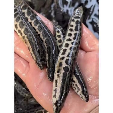 中國哪里有野生雷龍魚苗賣