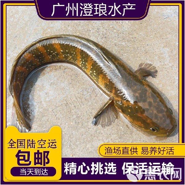 中國哪里有野生雷龍魚苗賣