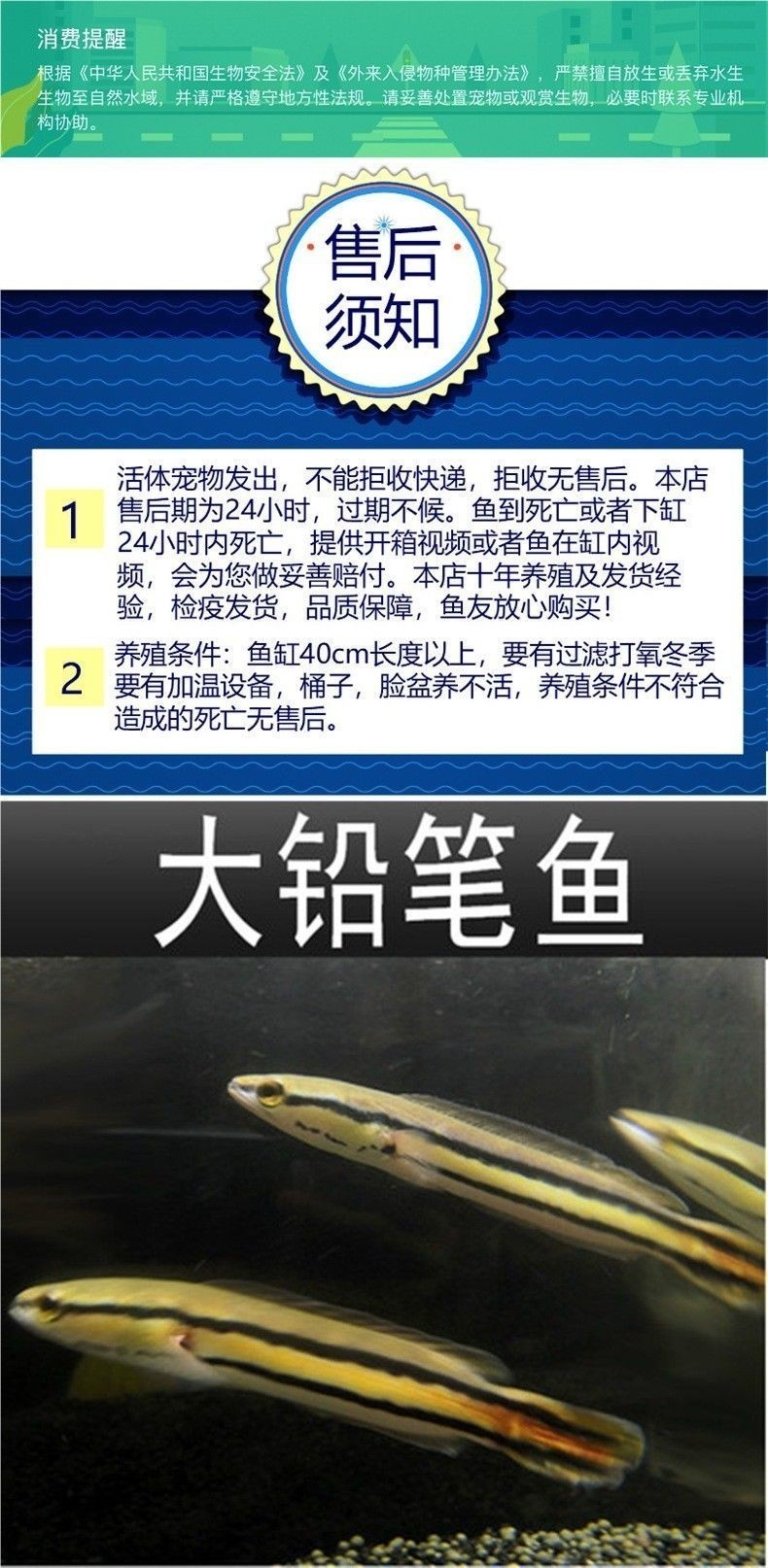 中國哪里有野生雷龍魚苗賣
