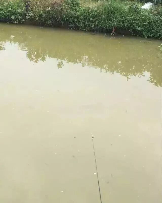 自家池塘散養(yǎng)龍魚，我就服了你！