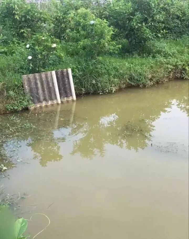 自家池塘散養(yǎng)龍魚，我就服了你！