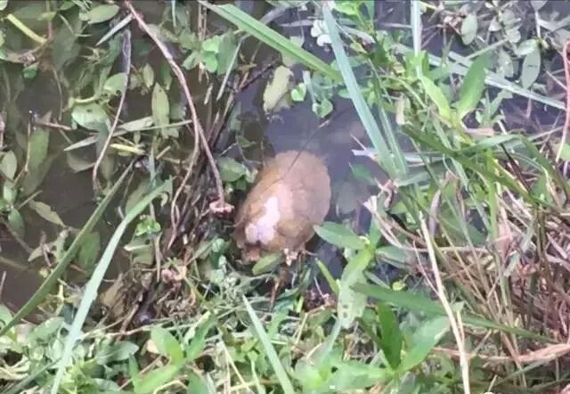 自家池塘散養(yǎng)龍魚，我就服了你！