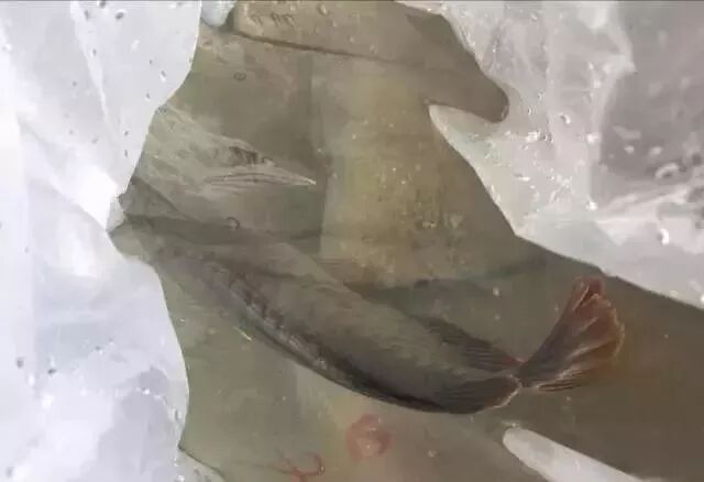 自家池塘散養(yǎng)龍魚，我就服了你！