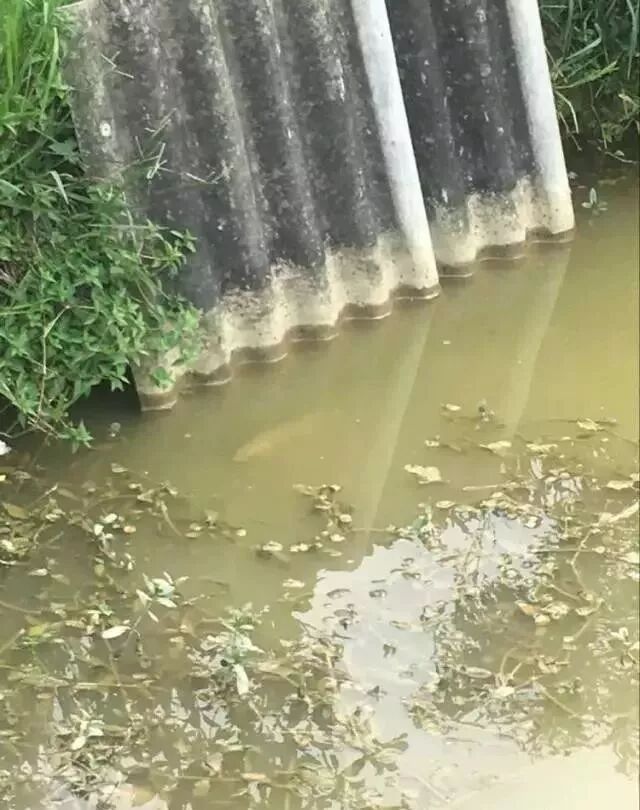 自家池塘散養(yǎng)龍魚，我就服了你！