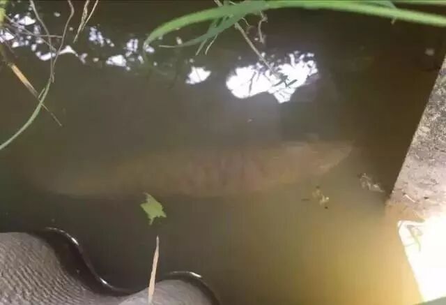 自家池塘散養(yǎng)龍魚，我就服了你！