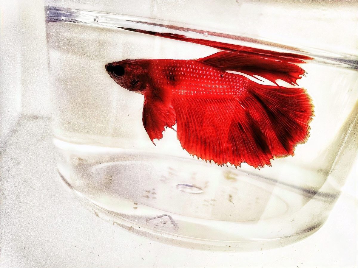 龍魚(yú)趴著不動(dòng)