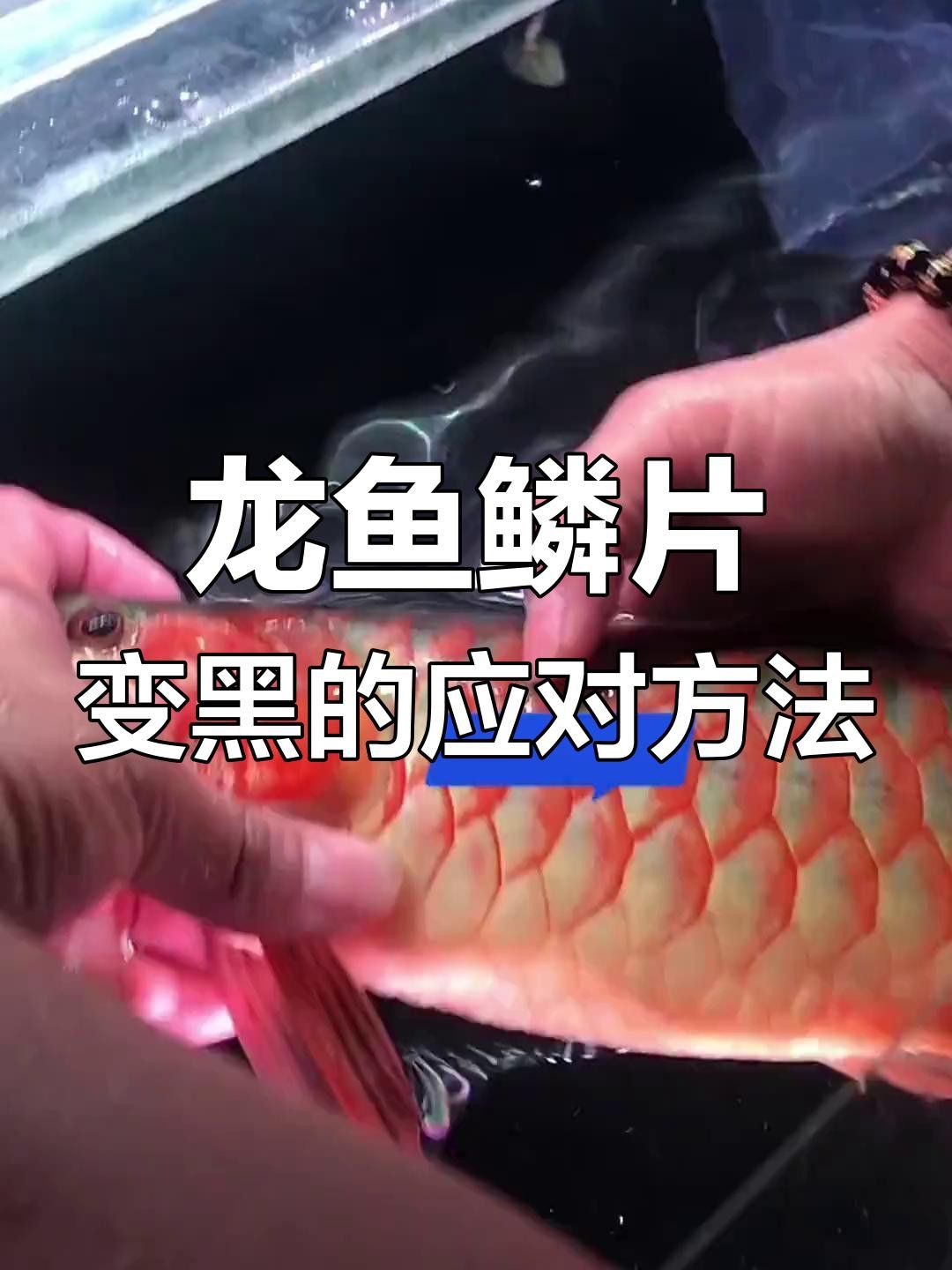 龍魚鱗片發黑能自行恢復嗎？