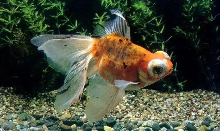 龍魚鱗片發黑能自行恢復嗎？