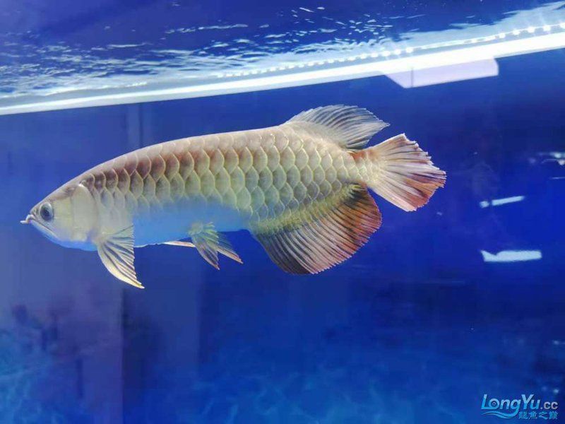 龍魚被咬傷后多久會恢復