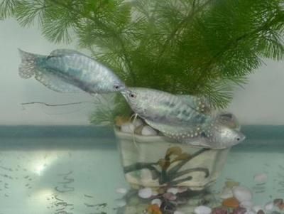 怎樣養曼龍魚最好：養曼龍魚的注意事項