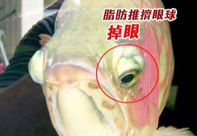龍魚做掉眼手術失敗：龍魚掉眼手術失敗的原因