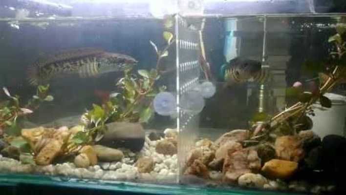 黃金眼鏡蛇雷龍魚多大缸最好（飼養黃金眼鏡蛇雷龍魚所需的水族箱尺寸）