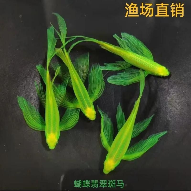 給我推薦一些適合新手混養的魚類