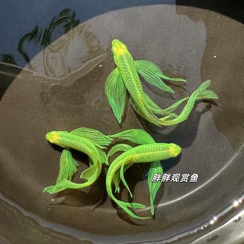 給我推薦一些適合新手混養的魚類