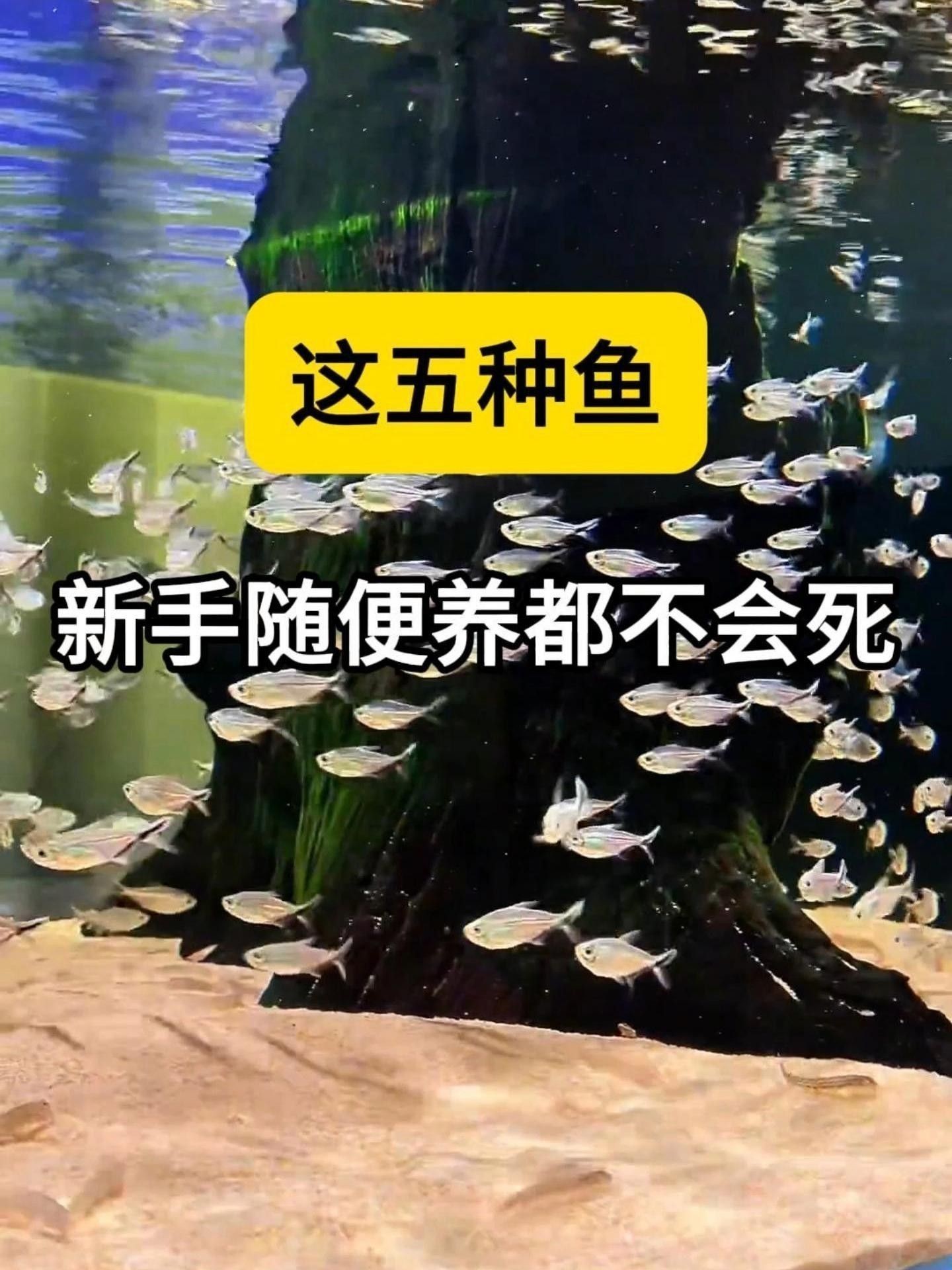 給我推薦一些適合新手混養的魚類