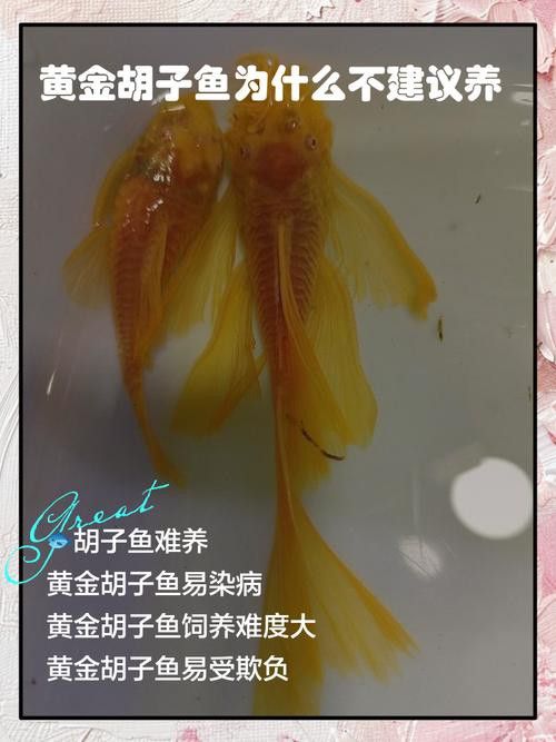 給我推薦一些適合新手混養的魚類