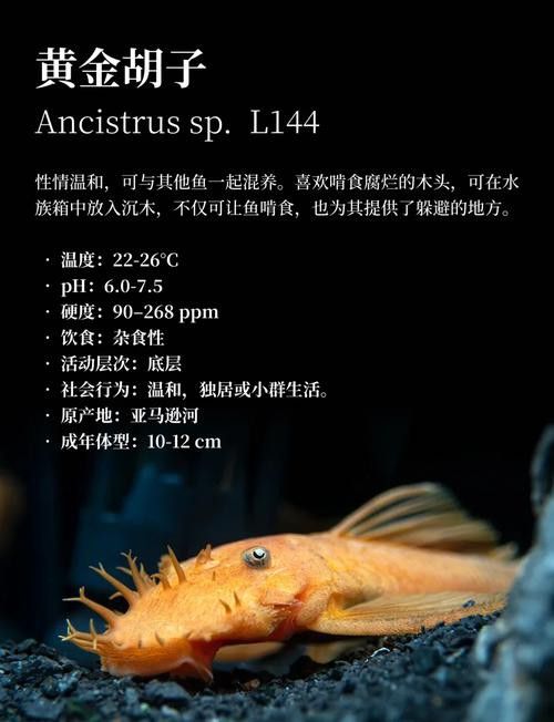 給我推薦一些適合新手混養的魚類
