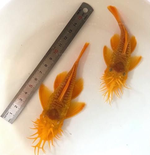 給我推薦一些適合新手混養的魚類