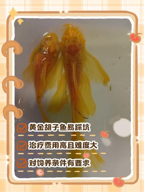給我推薦一些適合新手混養的魚類