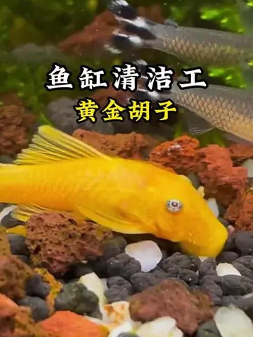 給我推薦一些適合新手混養的魚類