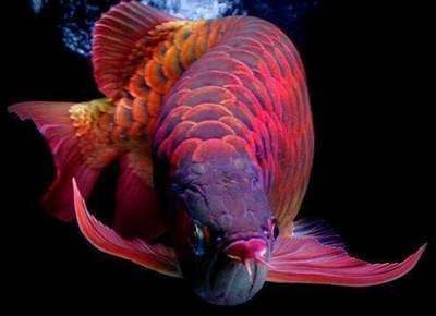 贊美紅龍魚經典語錄(紅龍魚的經典語錄:從色彩方面贊美,從氣質方面贊美) 龍魚百科 第1張 贊美紅龍魚經典語錄(紅龍魚的經典語錄:從色彩方面贊美,從氣質方面贊美) 贊美紅龍魚經典語錄(紅龍魚的經典語錄:從色彩方面贊美,從氣質方面贊美) 龍魚百科 第1張