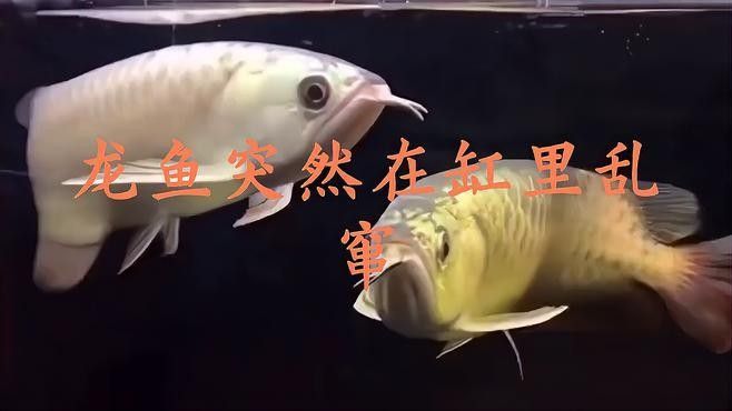 龍魚老是上下來回游動(dòng)