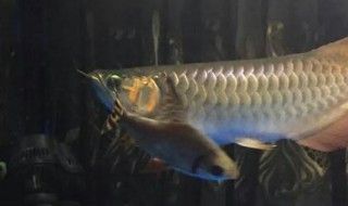 龍魚進食后多久能換水：新龍魚入缸換水注意事項新龍魚入缸換水注意事項