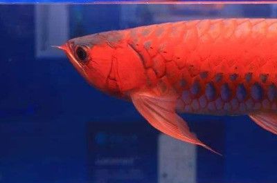 龍魚進食后多久能換水：新龍魚入缸換水注意事項新龍魚入缸換水注意事項