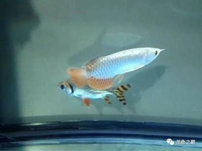 金龍魚的故事：金龍魚的故事搜索結果中并未給出相關信息