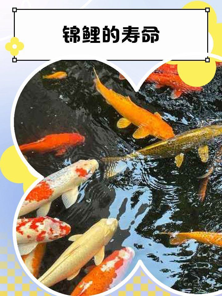 錦鯉壽命一覽表