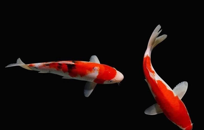 錦鯉壽命一覽表