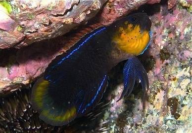 藍線黑影道人魚兇不兇