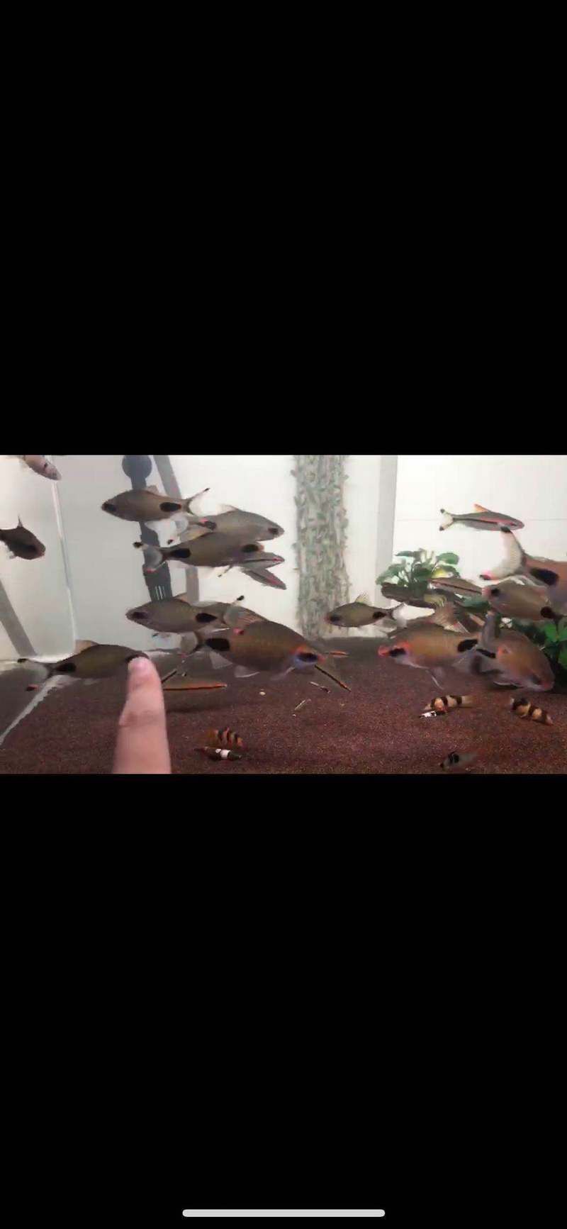 藍線黑影道人魚兇不兇