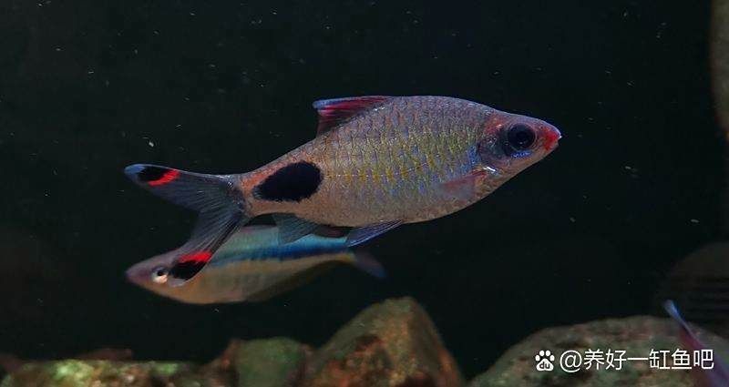 藍線黑影道人魚兇不兇