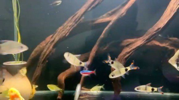 藍線黑影道人魚兇不兇