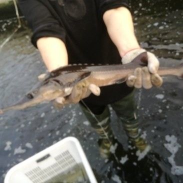 銀川水族批發市場買龍魚多少錢一斤啊