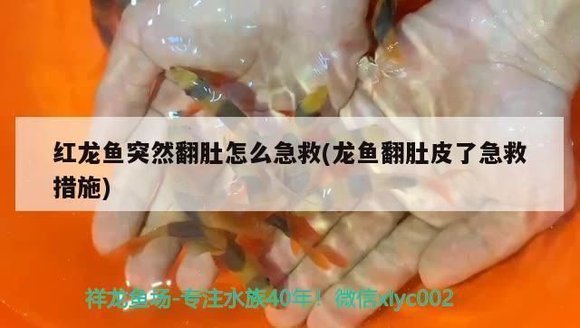 龍魚換水涼了,翻身了好幾個小時多長時間過來：“龍魚換水涼了，翻身了好幾個小時多長時間過來”的查詢