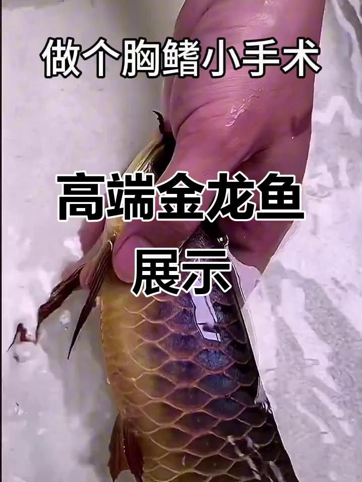 有沒有高清的金龍魚視頻？